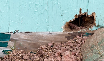 Pest & Wildlife Damage Repair