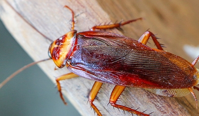 Pest Control