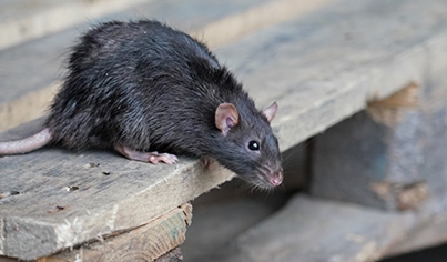 Rodent Control