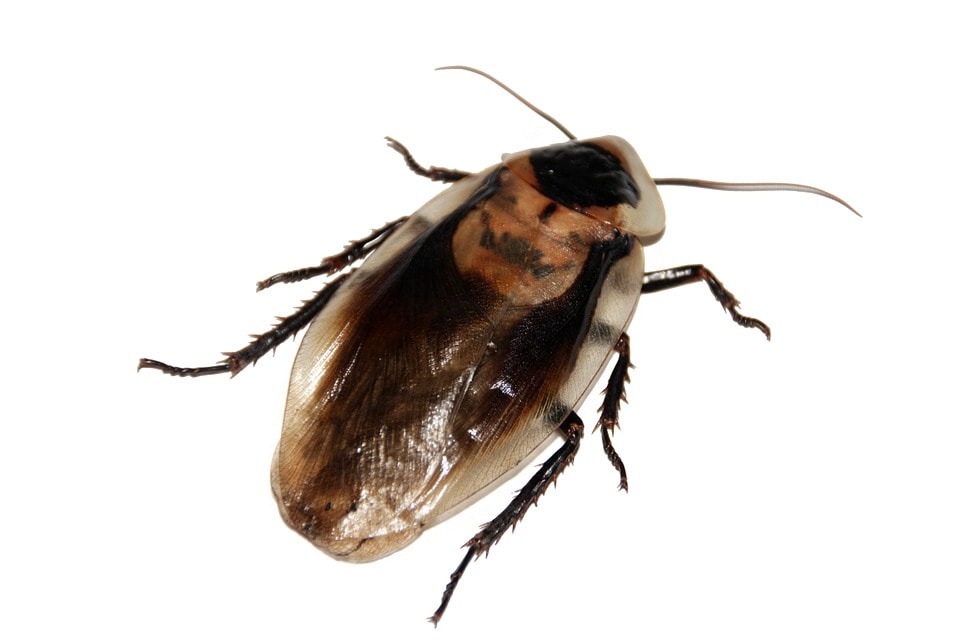 this image shows cockroach