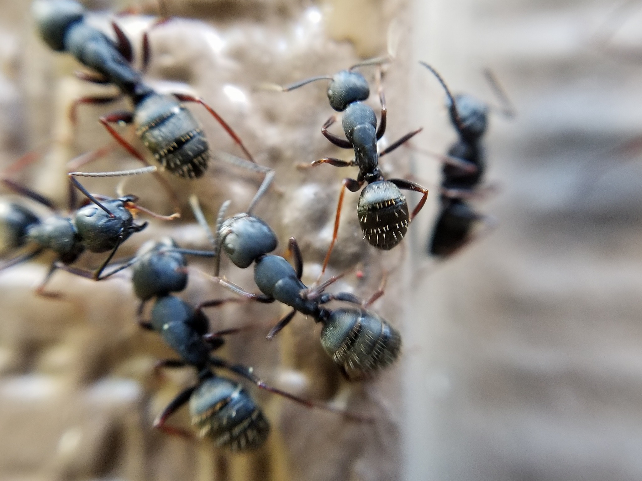 this image shows ants