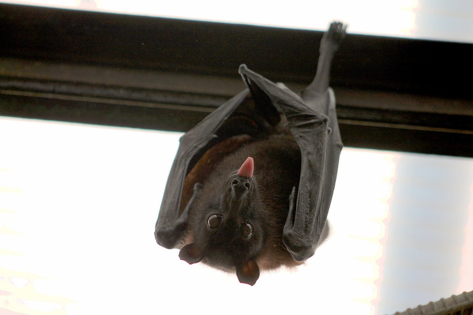 Bat Photograph 005 - Tampa bat control project.
