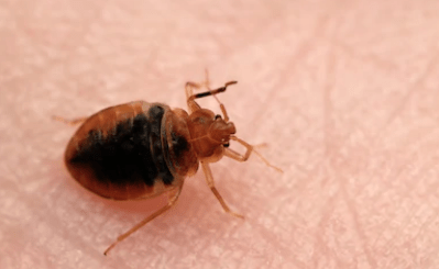 Carpet Beetle Control  Mighty Men Pest Control