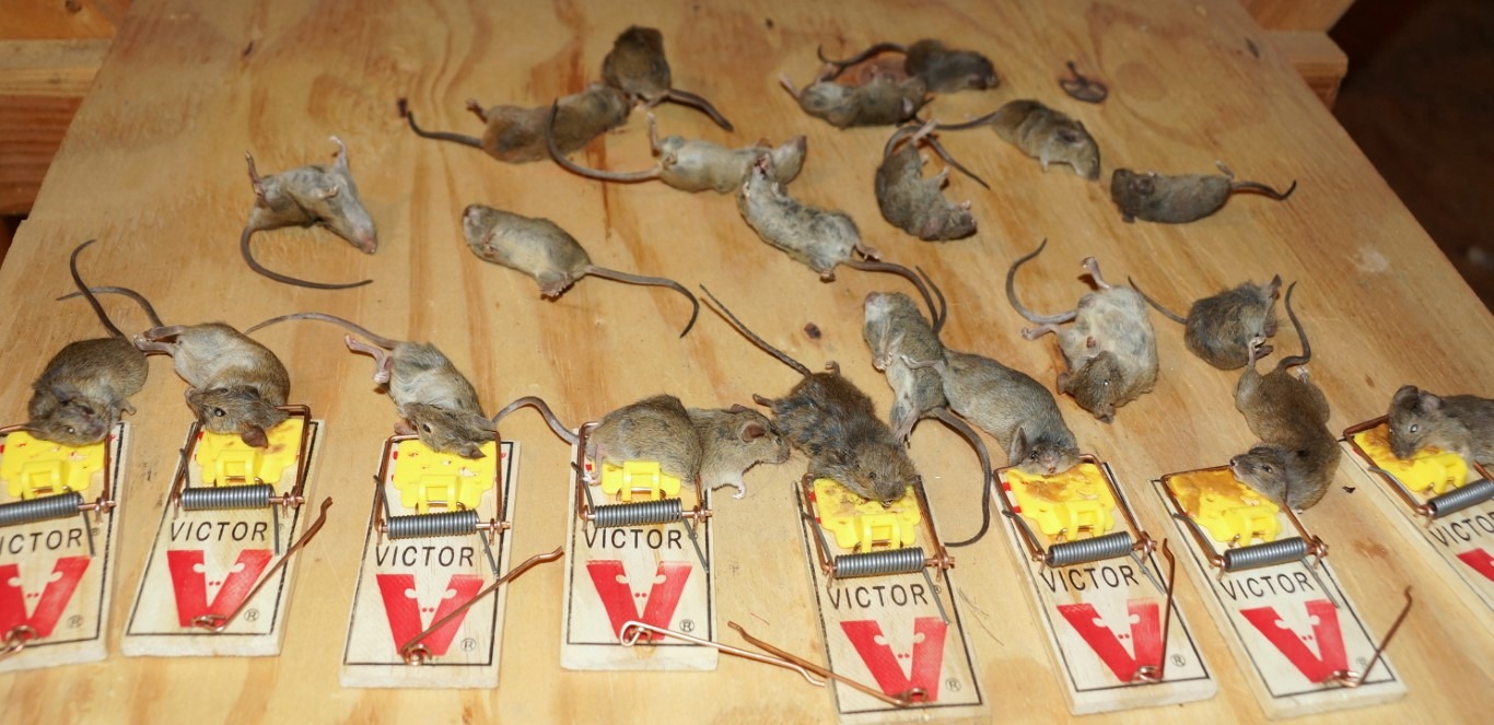 Mice Removal | Mighty Men Pest Control