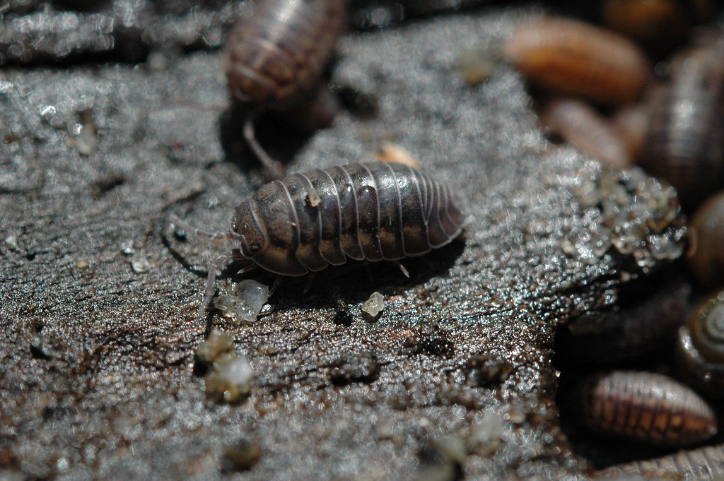 Carpet Beetle Control  Mighty Men Pest Control