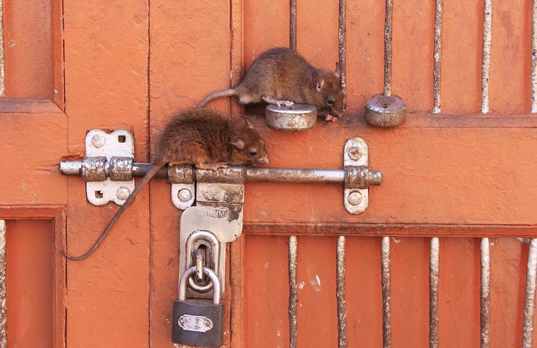 this image shows rat pest control