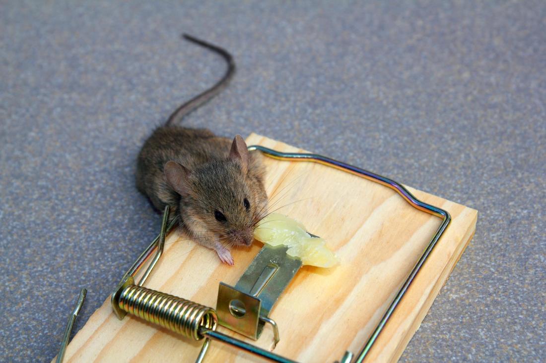 4 Great Mouse Traps For Bay Area Pest Control