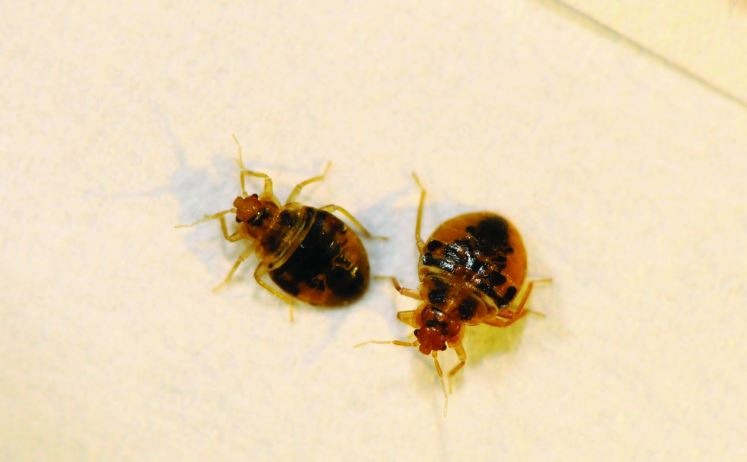 https://mightymenpestcontrol.com/wp-content/uploads/2021/06/pest-control-bed-bug_orig.jpg