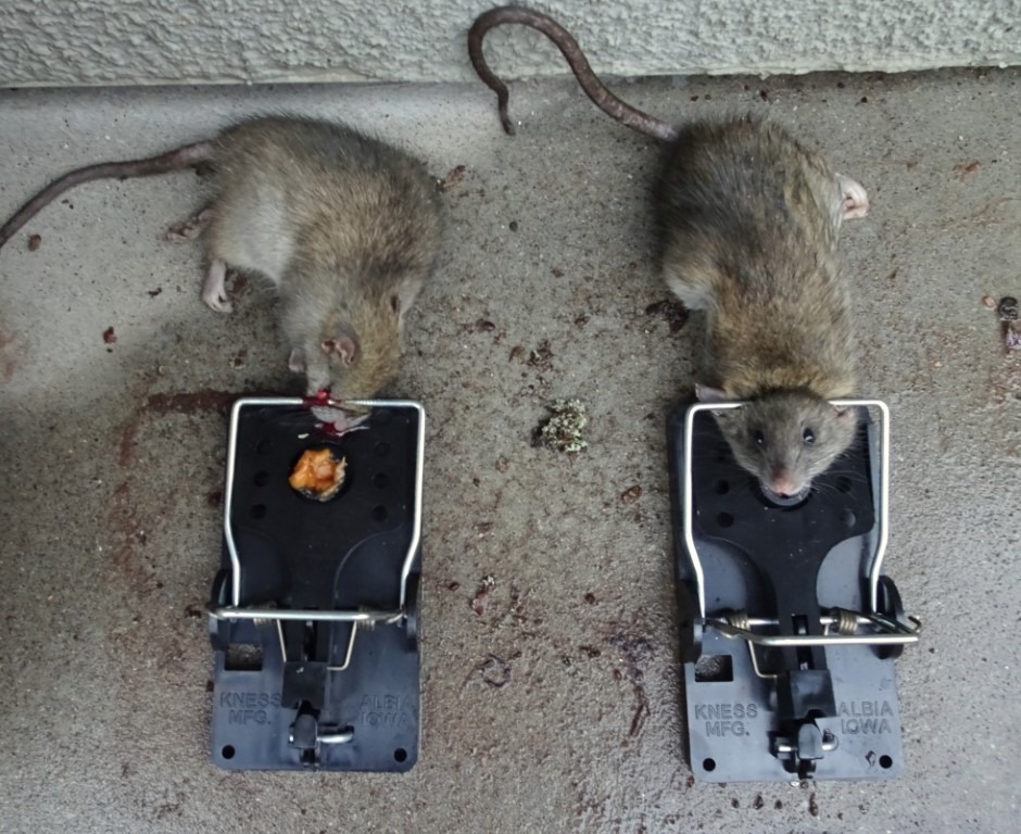 Stopmulti - Stop Souris - Rats