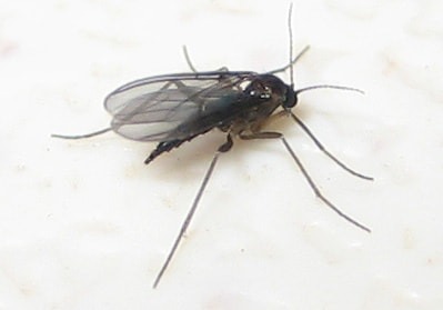 Fungus Gnats vs Fruit Flies: What's The Difference? - Get Busy Gardening