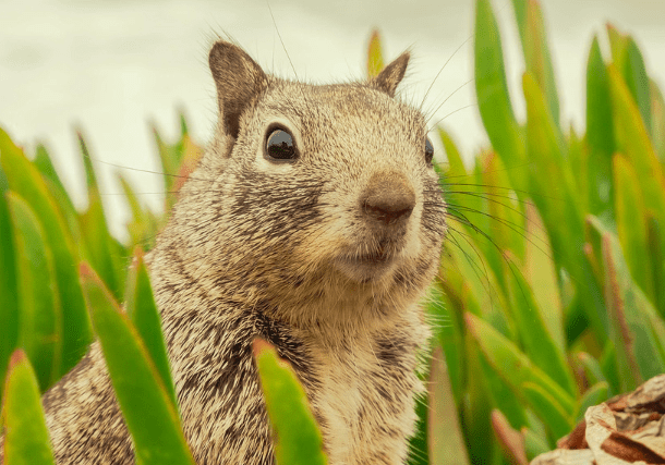 Trapping Ground Squirrels: Types of Traps, Methods & More