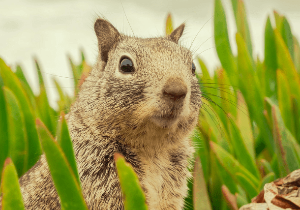 Trapping Squirrels - Humane Squirrel Traps - Critter Control