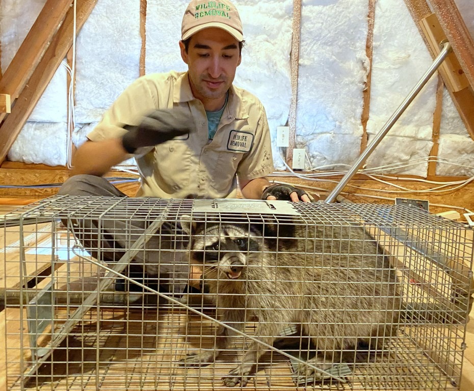 Raccoon Removal  Mighty Men Pest Control