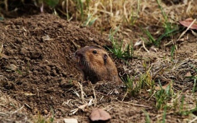 this is a picture of gophers in Bay area.