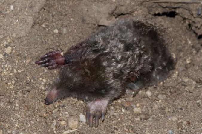 this is a picture of Bay area moles